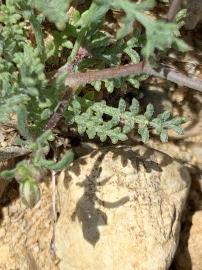 Gilia ochroleuca, photographed by william_hoyer