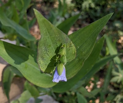 Tinantia anomala, photographed by mattmsa
