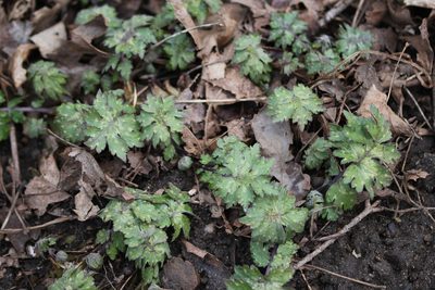 Hydrophyllum canadense, photographed by Quinten Wiegersma