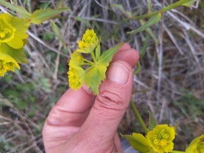 Euphorbia serrata, photographed by castieler