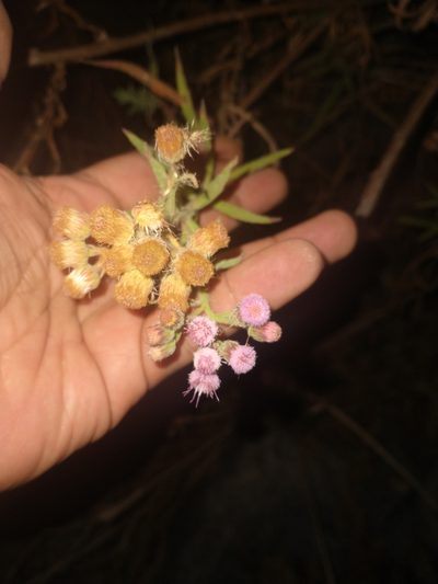 Pluchea parvifolia, photographed by Juan Cruzado Cortés