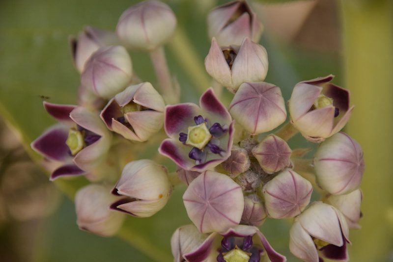 Calotropis procera, photographed by Mitch Van Dyke