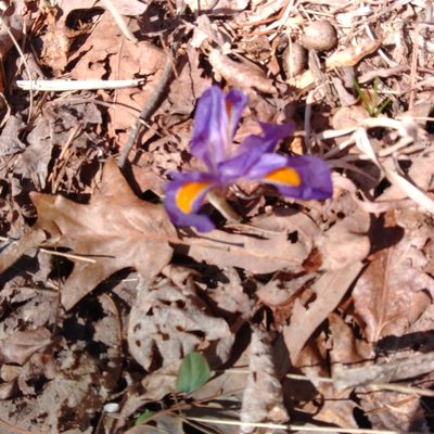 Iris verna, photographed by Meece Family