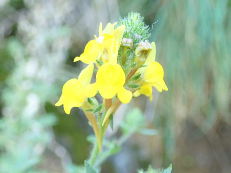 Linaria saxatilis, photographed by Will Cornwell