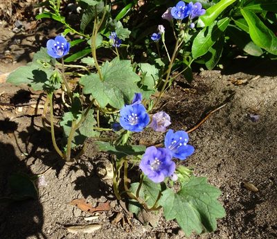 Phacelia campanularia, photographed by Heather Dawnstar Sabin