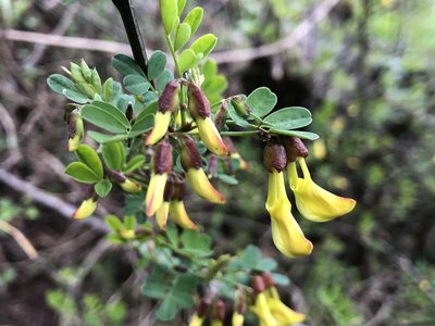 Hippocrepis emerus, photographed by Jason Grant
