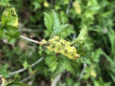 Ribes alpinum, photographed by Jason Grant