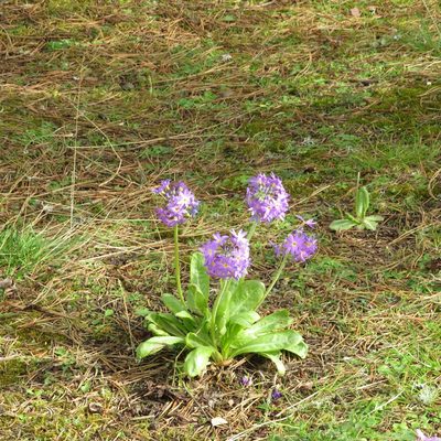 Primula denticulata, photographed by R Clarke