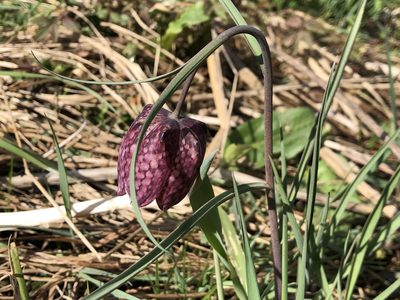 Fritillaria meleagris, photographed by Jason Grant