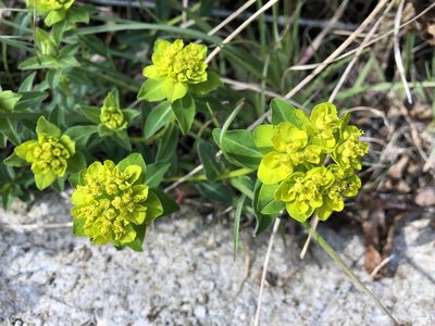 Euphorbia verrucosa, photographed by Jason Grant