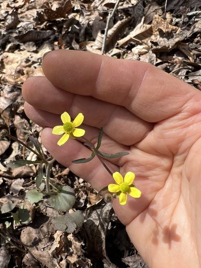 Ranunculus harveyi, photographed by pamelabarnabee