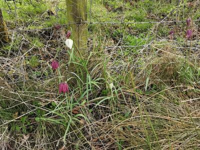 Fritillaria meleagris, photographed by Rachel Webster