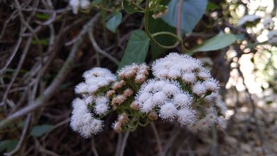 Ageratina adenophora, photographed by velodrome