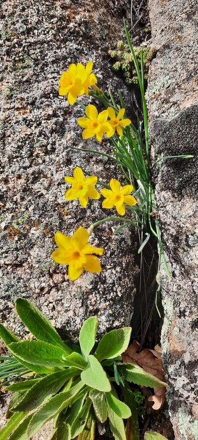 Narcissus rupicola, photographed by Amalia Herrera Grau