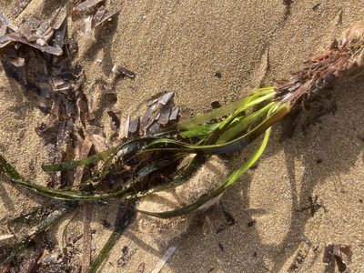 Posidonia oceanica, photographed by Andre Hosper