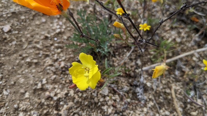 Camissonia campestris, photographed by velodrome