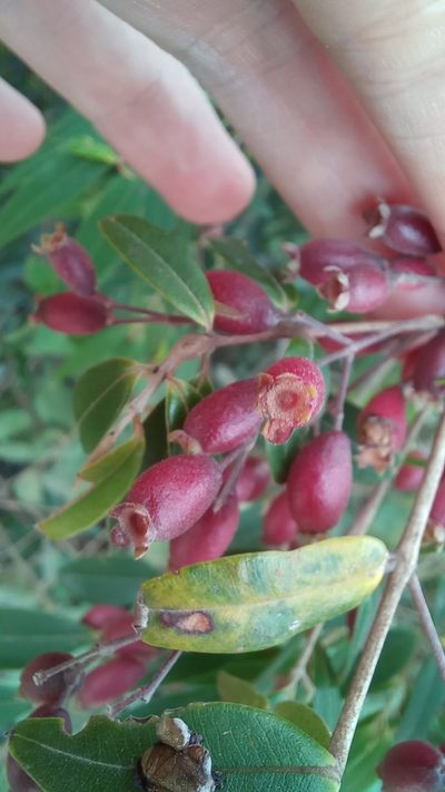 Myrcia splendens, photographed by JG