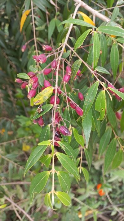 Myrcia splendens, photographed by JG