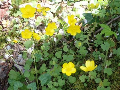 Ranunculus nigrescens, photographed by Will Cornwell