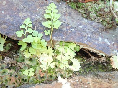 Anogramma leptophylla, photographed by Will Cornwell
