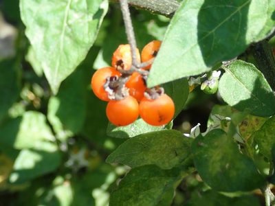 Solanum villosum, photographed by Will Cornwell
