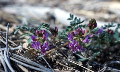 Astragalus cobrensis, photographed by Andrew Tree