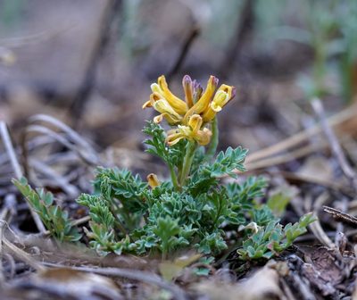 Corydalis aurea, photographed by Andrew Tree