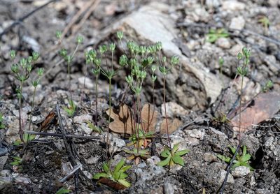 Androsace occidentalis, photographed by Andrew Tree