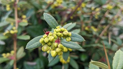 Berberis julianae, photographed by Philipp
