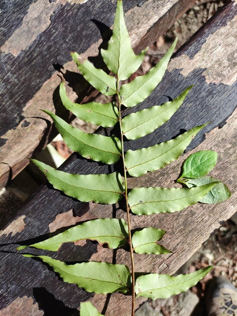Cyrtomium laetevirens, photographed by Marco Simonazzi