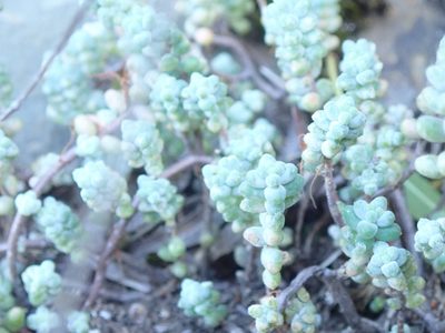 Sedum brevifolium, photographed by Will Cornwell