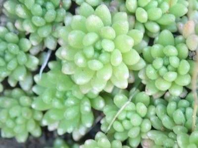 Sedum hirsutum, photographed by Will Cornwell