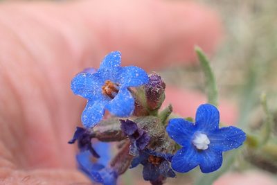 Anchusa capensis, photographed by Peter Warren