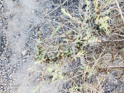 Allenrolfea occidentalis, photographed by Bob Miller