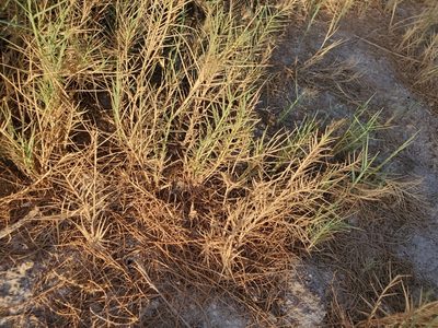 Distichlis spicata, photographed by Bob Miller