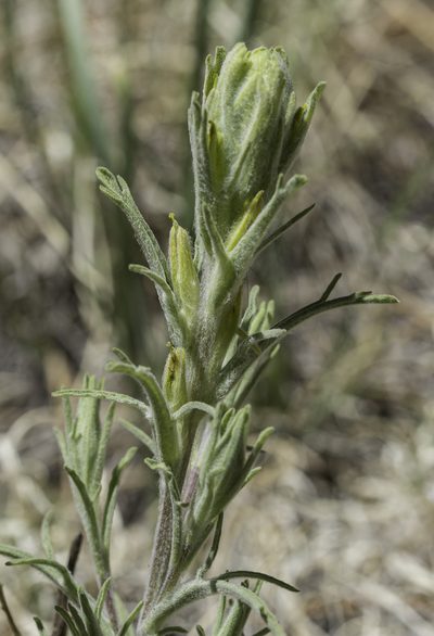 Castilleja lineata, photographed by Craig Martin