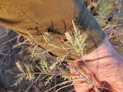 Tamarix ramosissima, photographed by Bob Miller