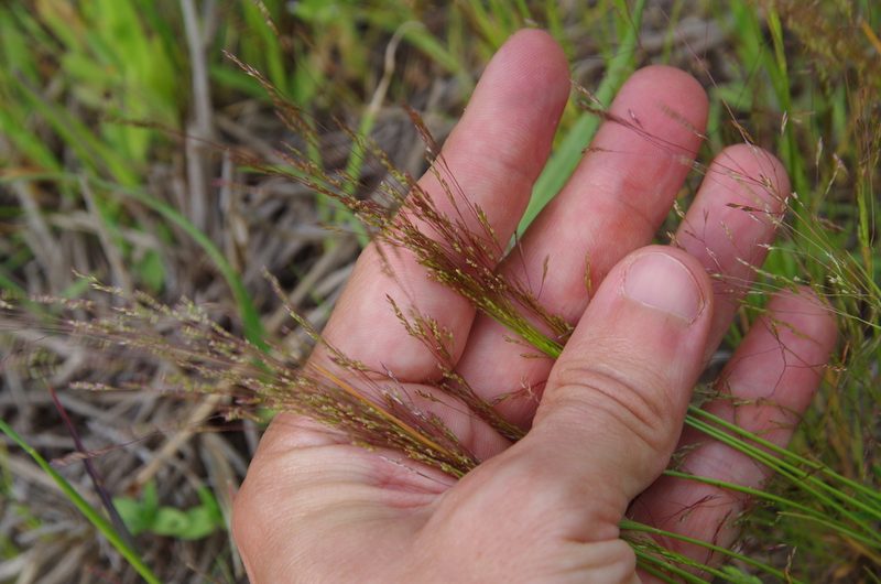 Agrostis hyemalis, photographed by Eric Knight