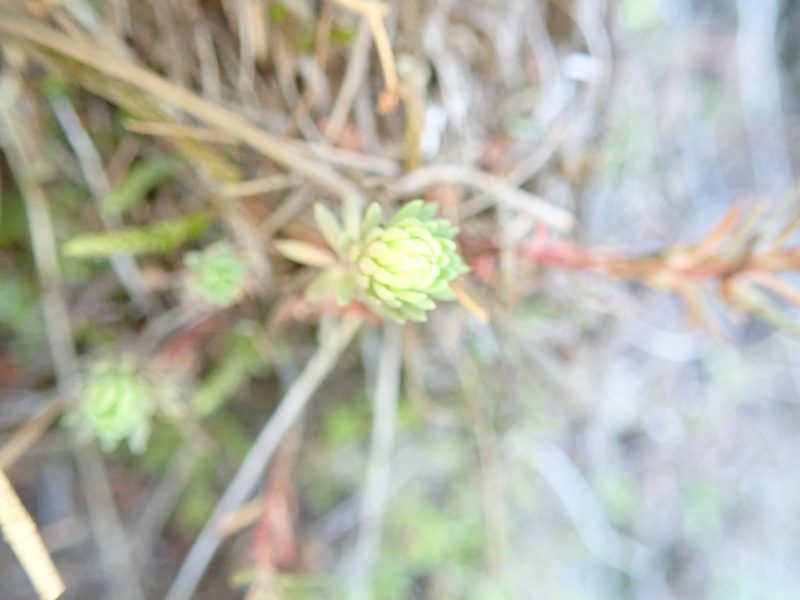 Petrosedum forsterianum, photographed by Will Cornwell