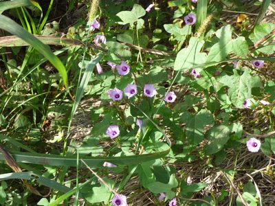Ipomoea grandifolia, photographed by María Zeta