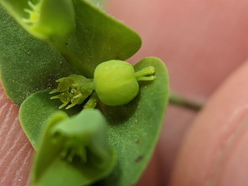 Euphorbia tetrapora, photographed by Eric Knight