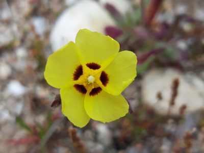 Tuberaria guttata, photographed by Rafael Medina
