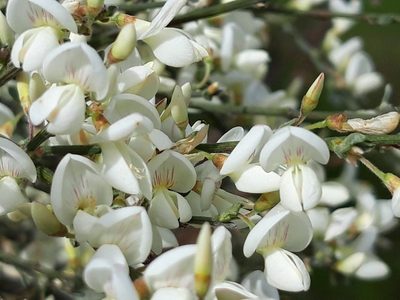 Cytisus multiflorus, photographed by Rafael Medina