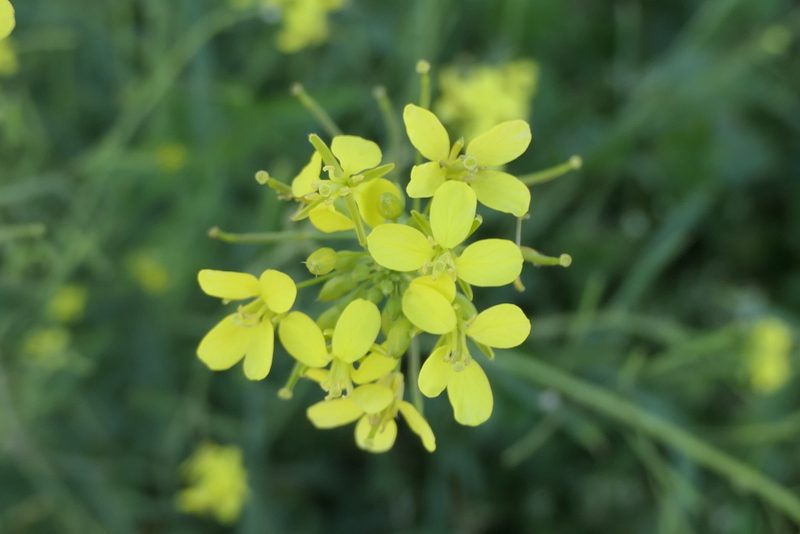 Diplotaxis virgata, photographed by Rafael Medina