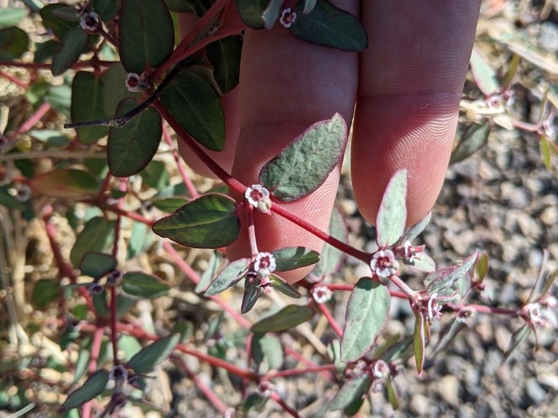 Euphorbia pediculifera, photographed by Rachel Stringham