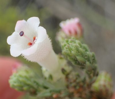 Erica strigilifolia, photographed by Peter Warren