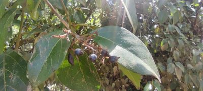 Viburnum tinus, photographed by Santiago Martín-Bravo