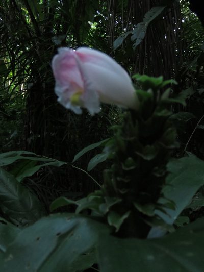 Costus arabicus, photographed by Vincent A. Vos