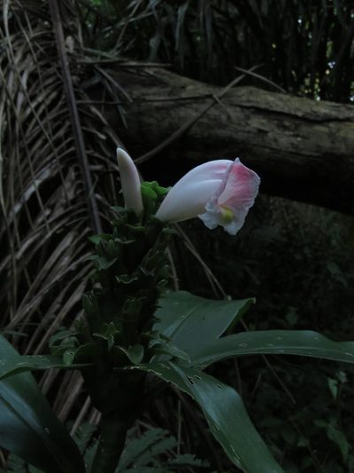 Costus arabicus, photographed by Vincent A. Vos