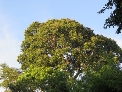 Bertholletia excelsa, photographed by Vincent A. Vos